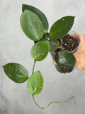 Hoya sp. RHM24197-kp01 'Nicole'