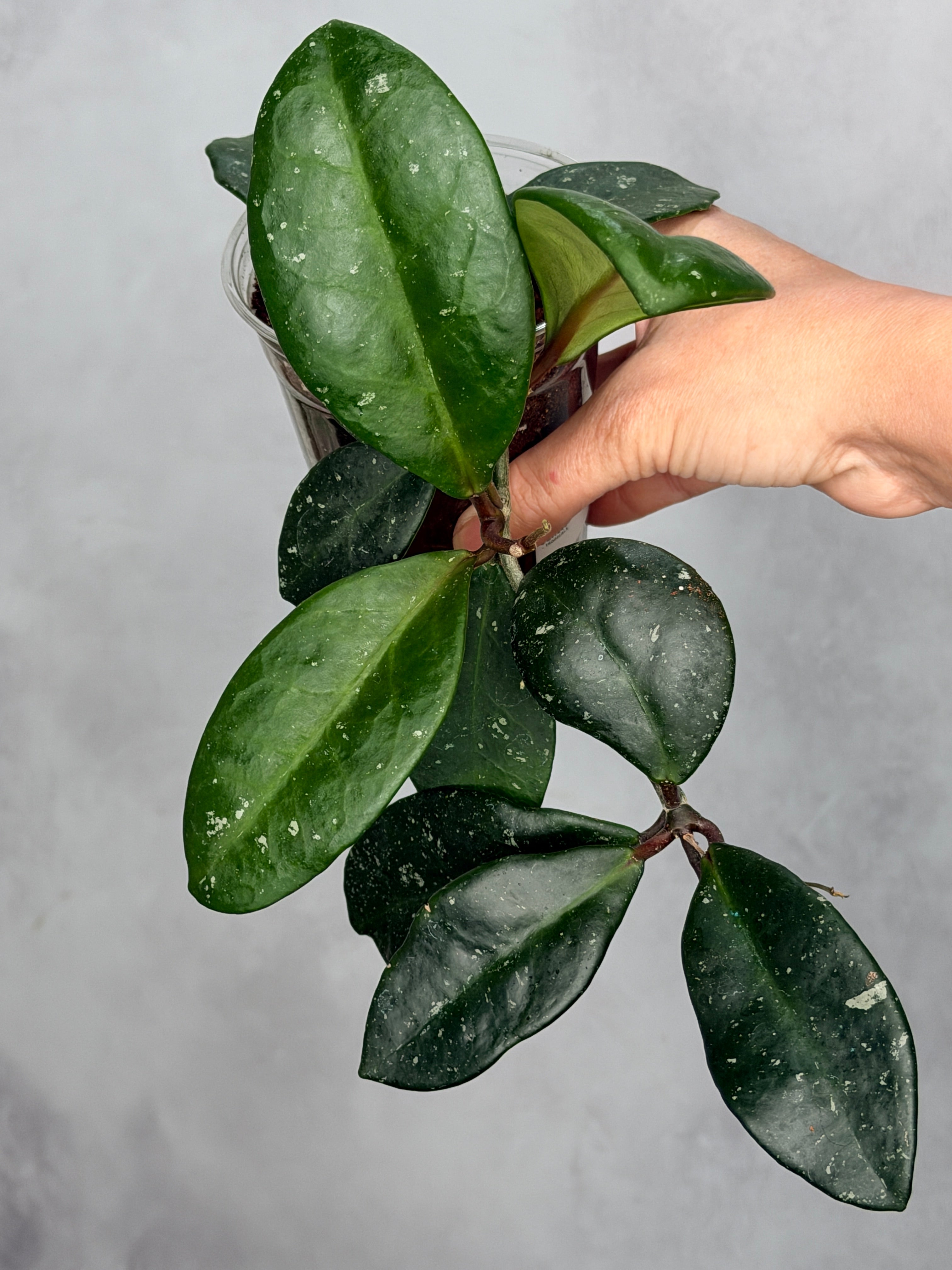 Hoya carnosa ‘Dapple Grey’