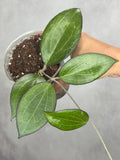 Hoya fitchii x fusco marginata