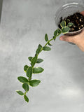 Hoya cummingiana (outer variegated)
