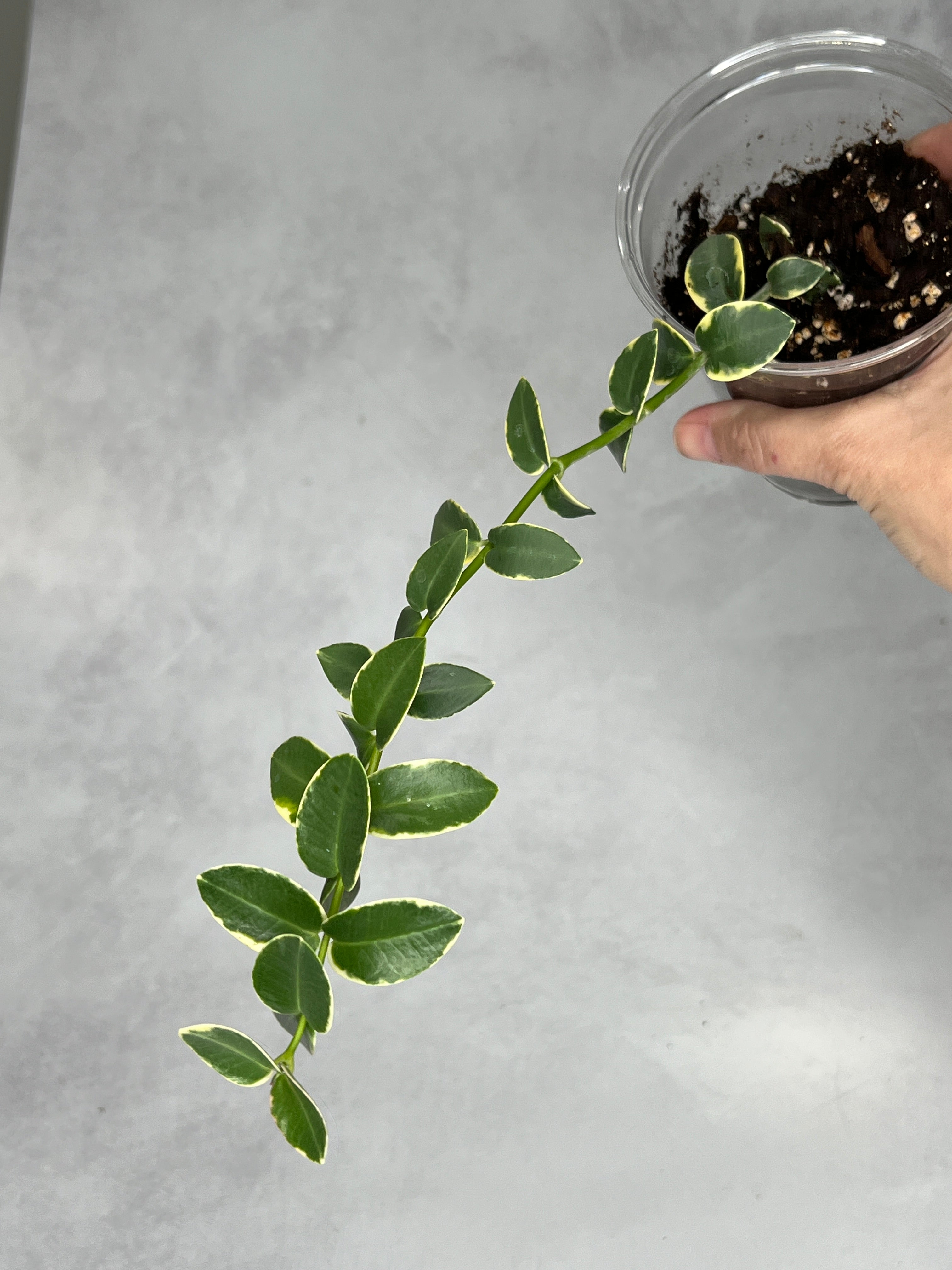 Hoya cummingiana (outer variegated)