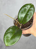 Hoya 'Mojii'