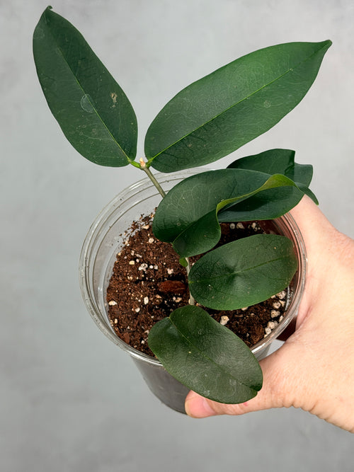 Hoya apoda