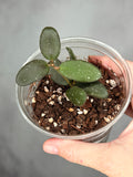 Hoya sp. GPS 7240