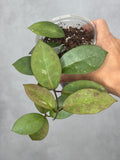 Hoya australis x elliptica