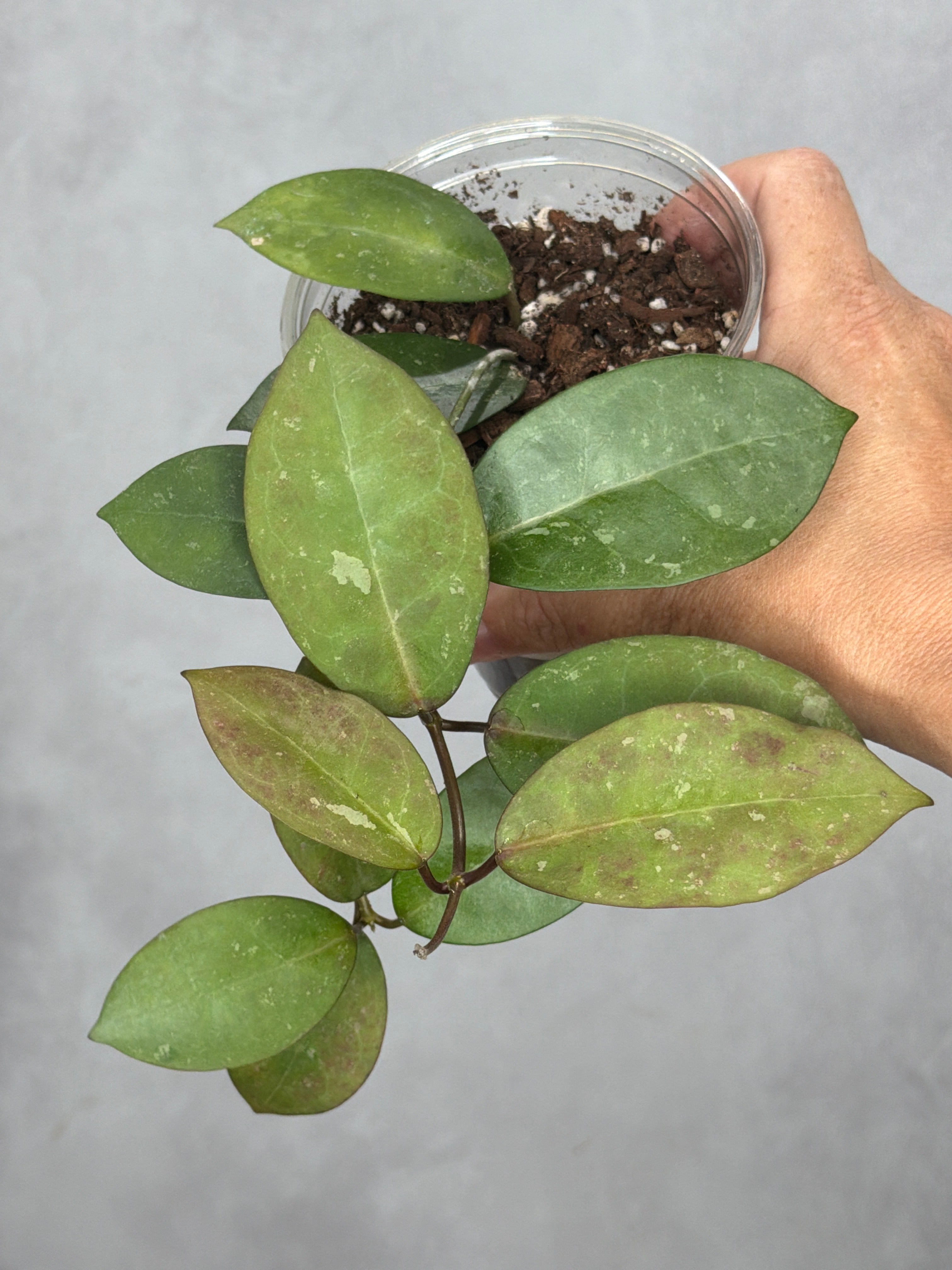 Hoya australis x elliptica