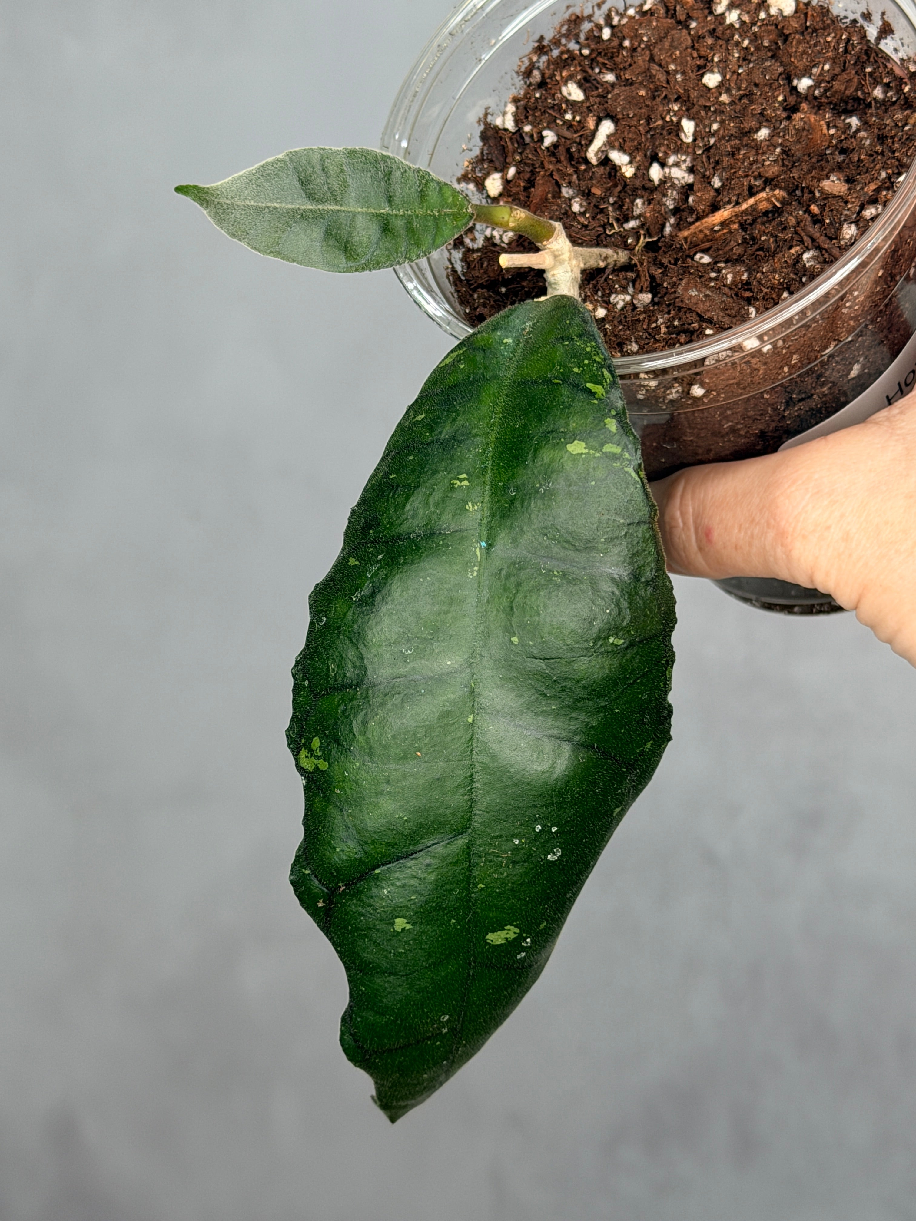 Hoya sp. Nong Nooch