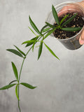 Dischidia parasitica