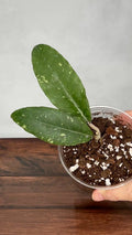 Hoya sp. Bur Gempolo SS003