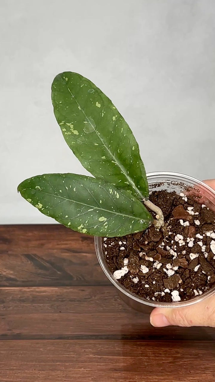 Hoya sp. Bur Gempolo SS003