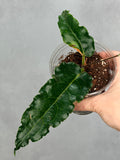 Hoya versteegii