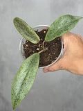 Hoya 'Jita' (silver)