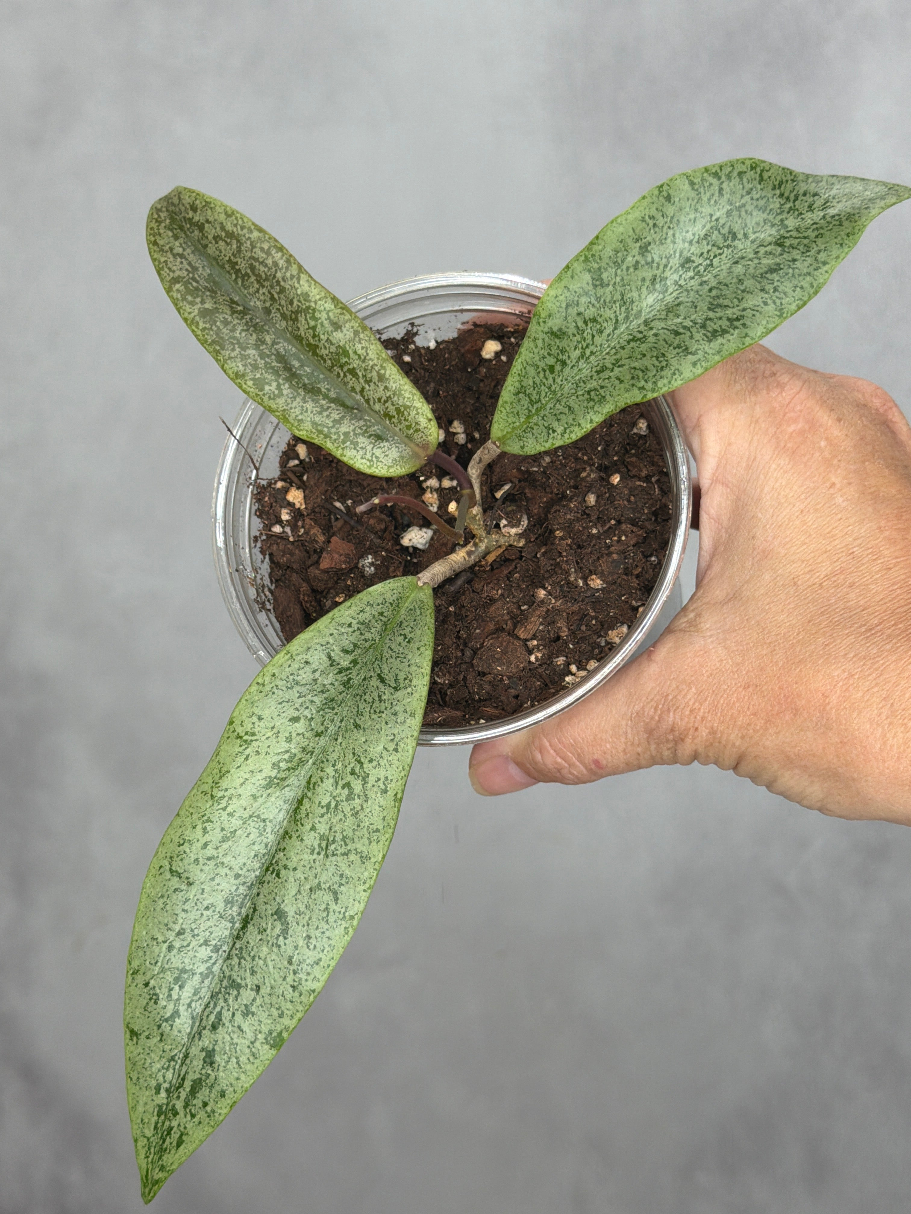 Hoya 'Jita' (silver)