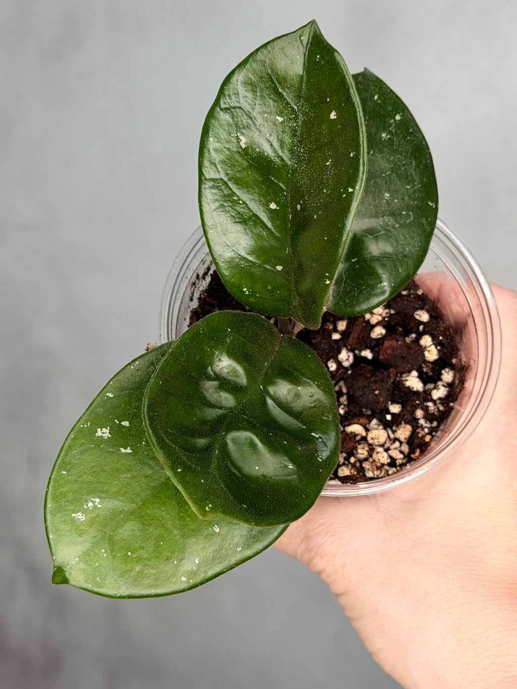 Hoya fungii (seedling, splash)
