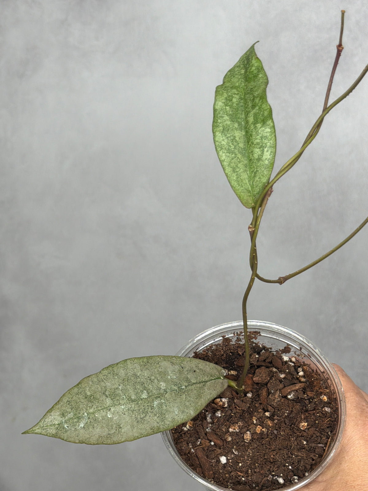 Hoya mitrata (silver)3