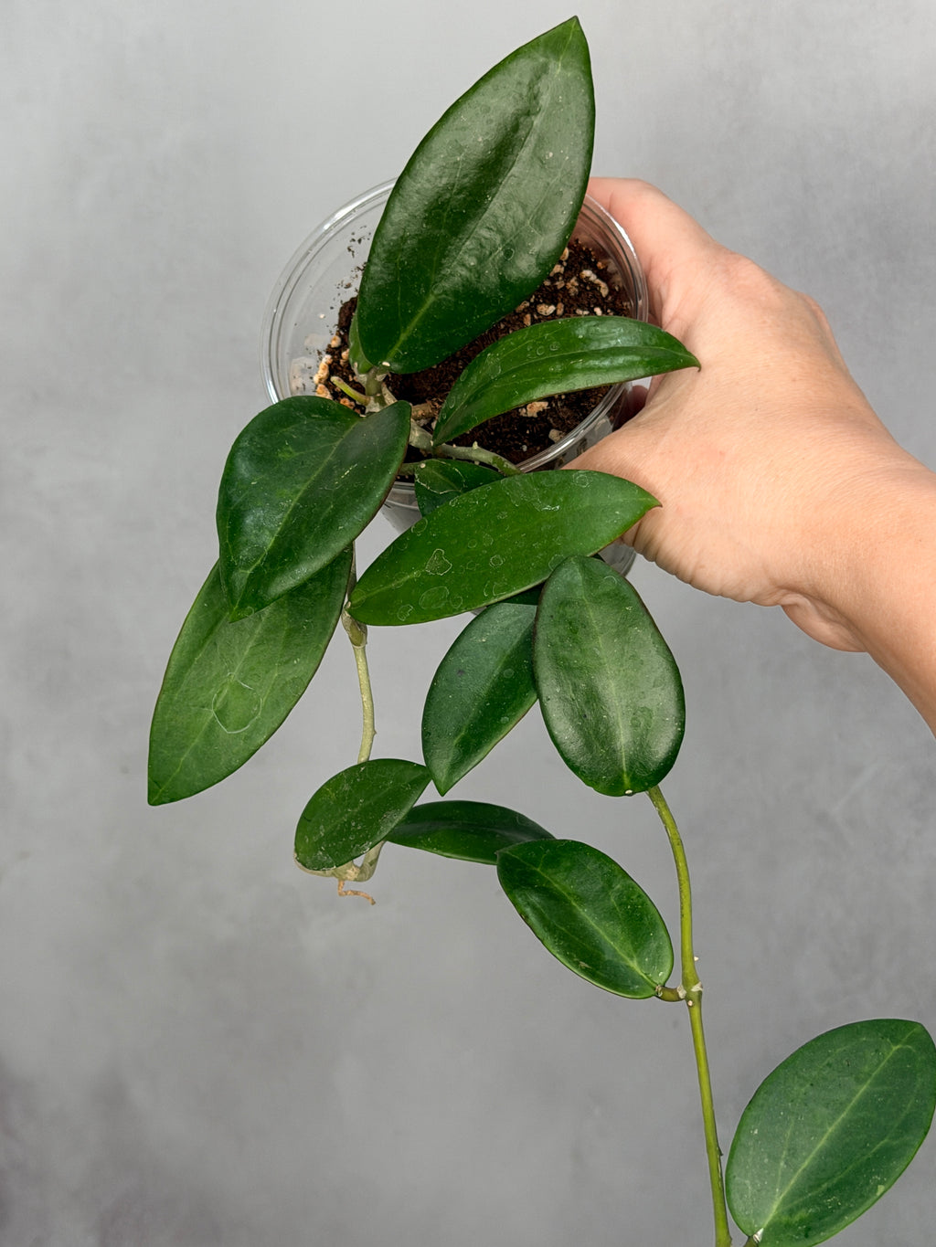 Hoya sp Hai Phong