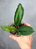 Hoya 'Puerto Beauty'