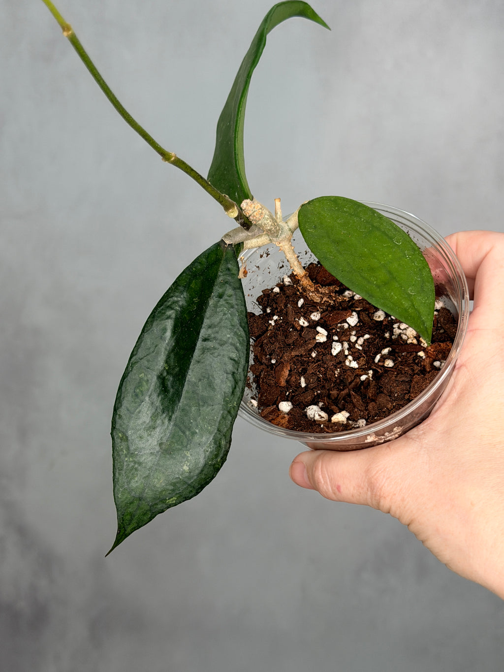 Hoya ‘Jennifer’