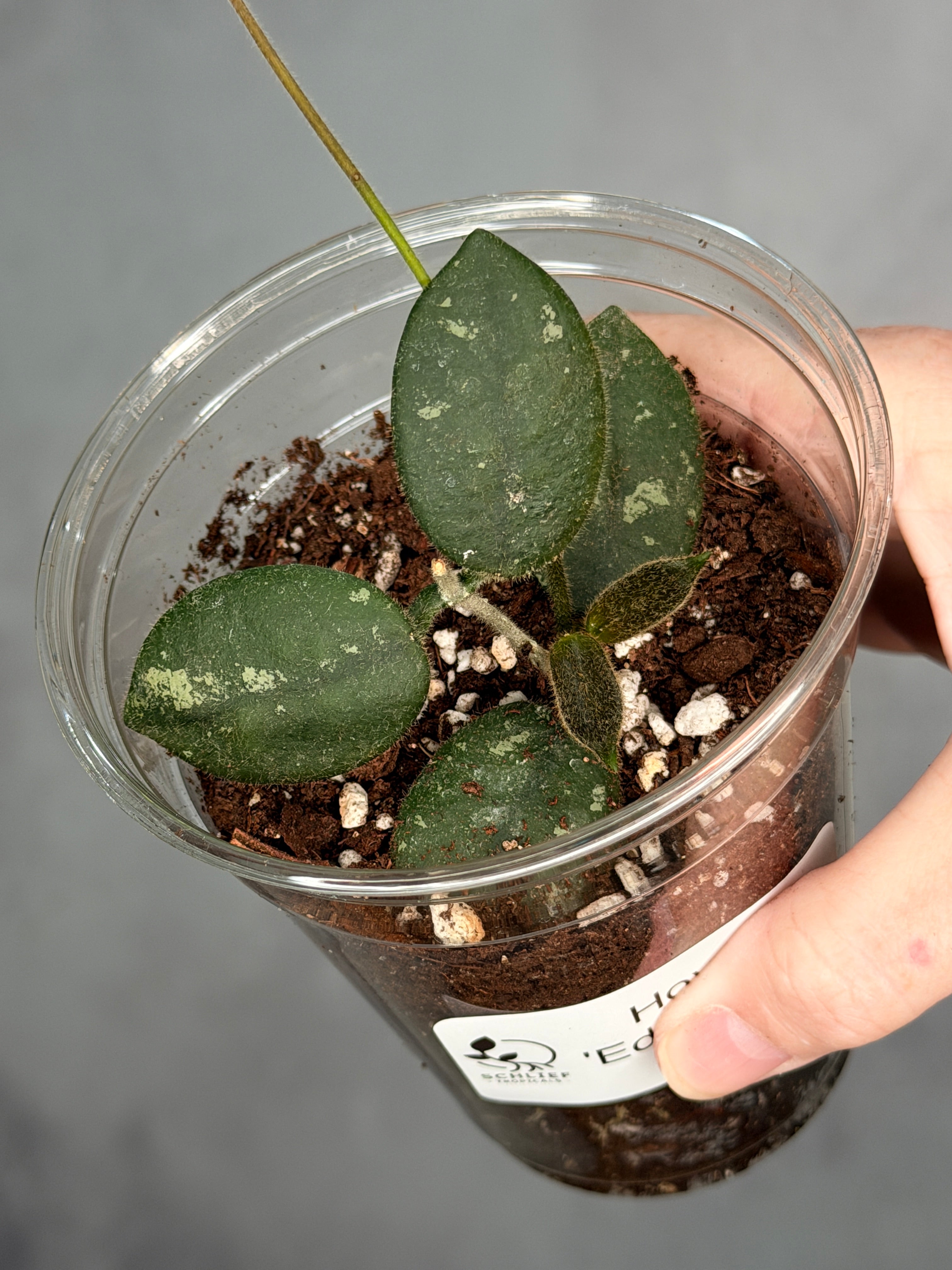 Hoya ‘Edamame’