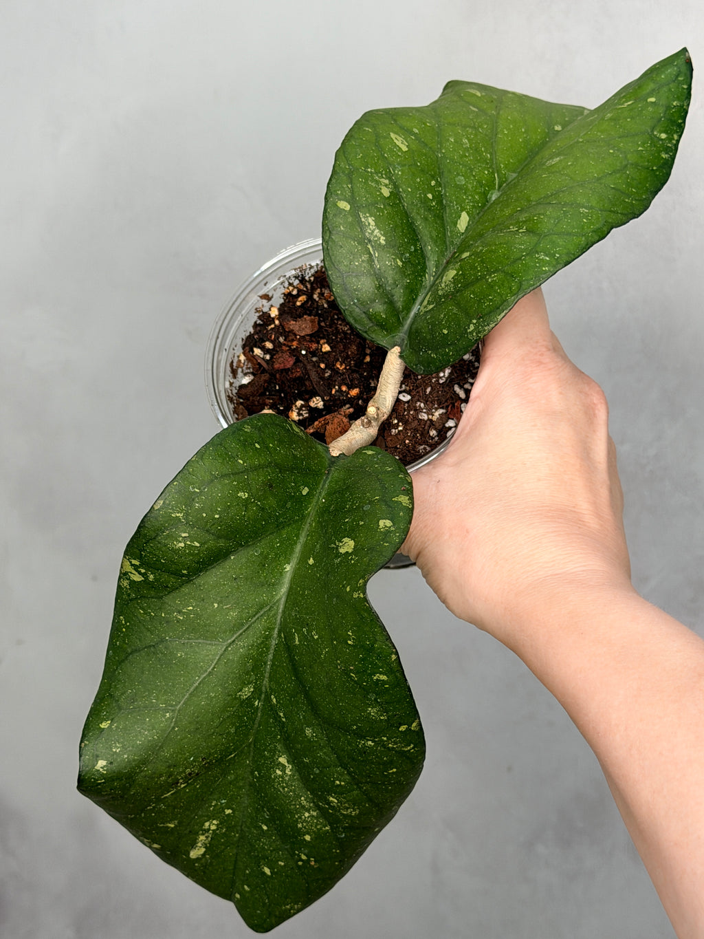 Hoya sp AH027 ‘Elephant’