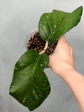 Hoya sp AH027 ‘Elephant’