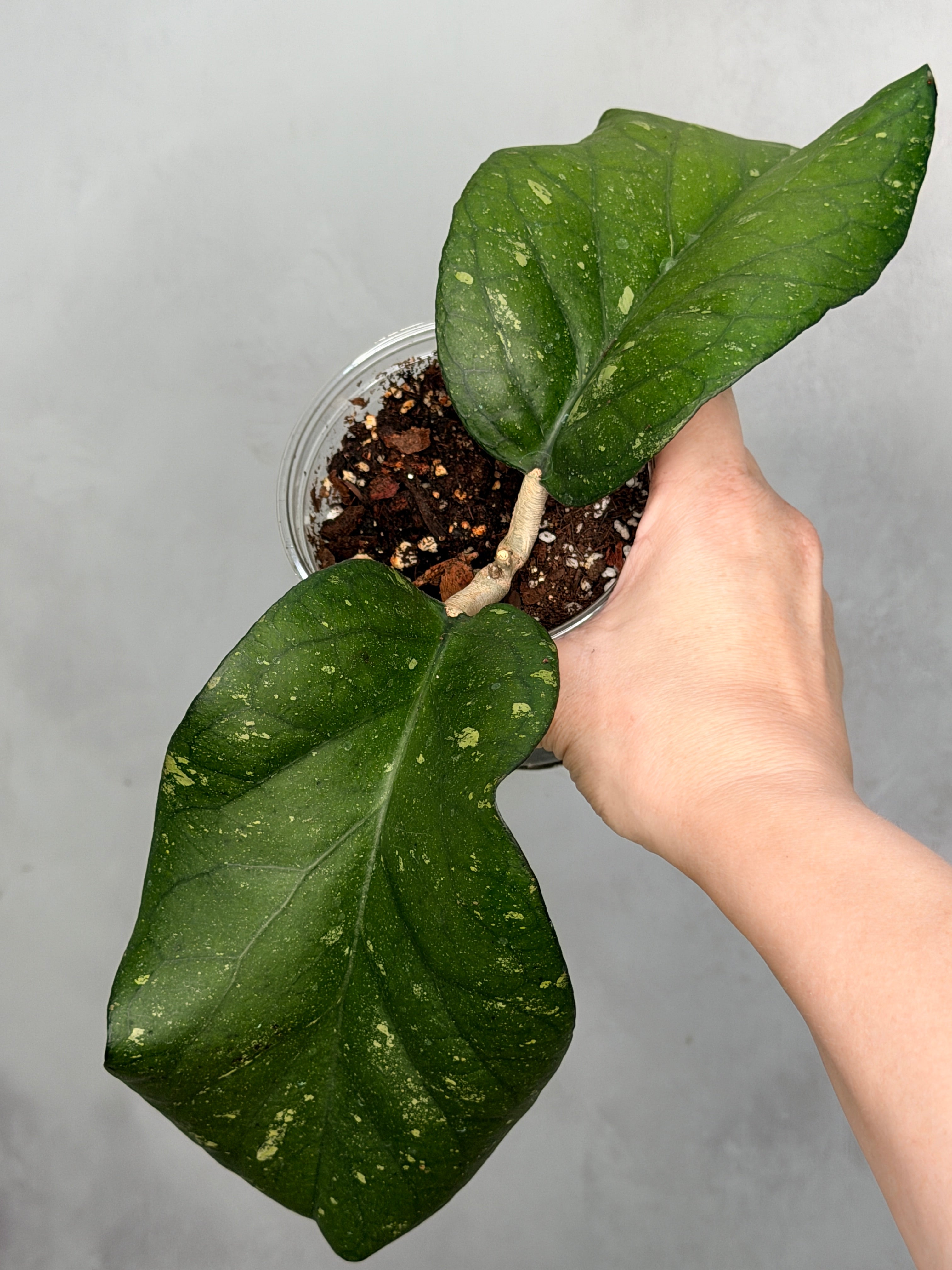 Hoya sp AH027 ‘Elephant’