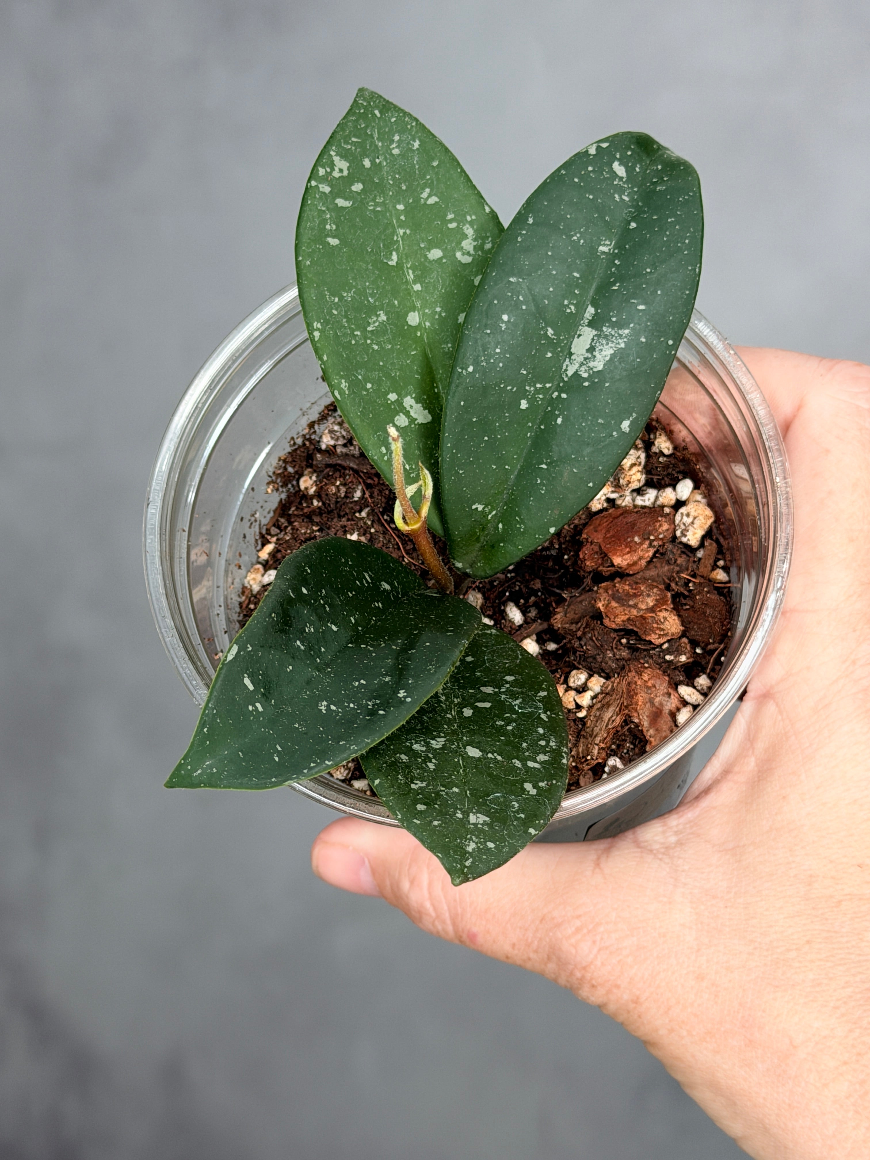 Hoya carnosa 'Dalton Henry'