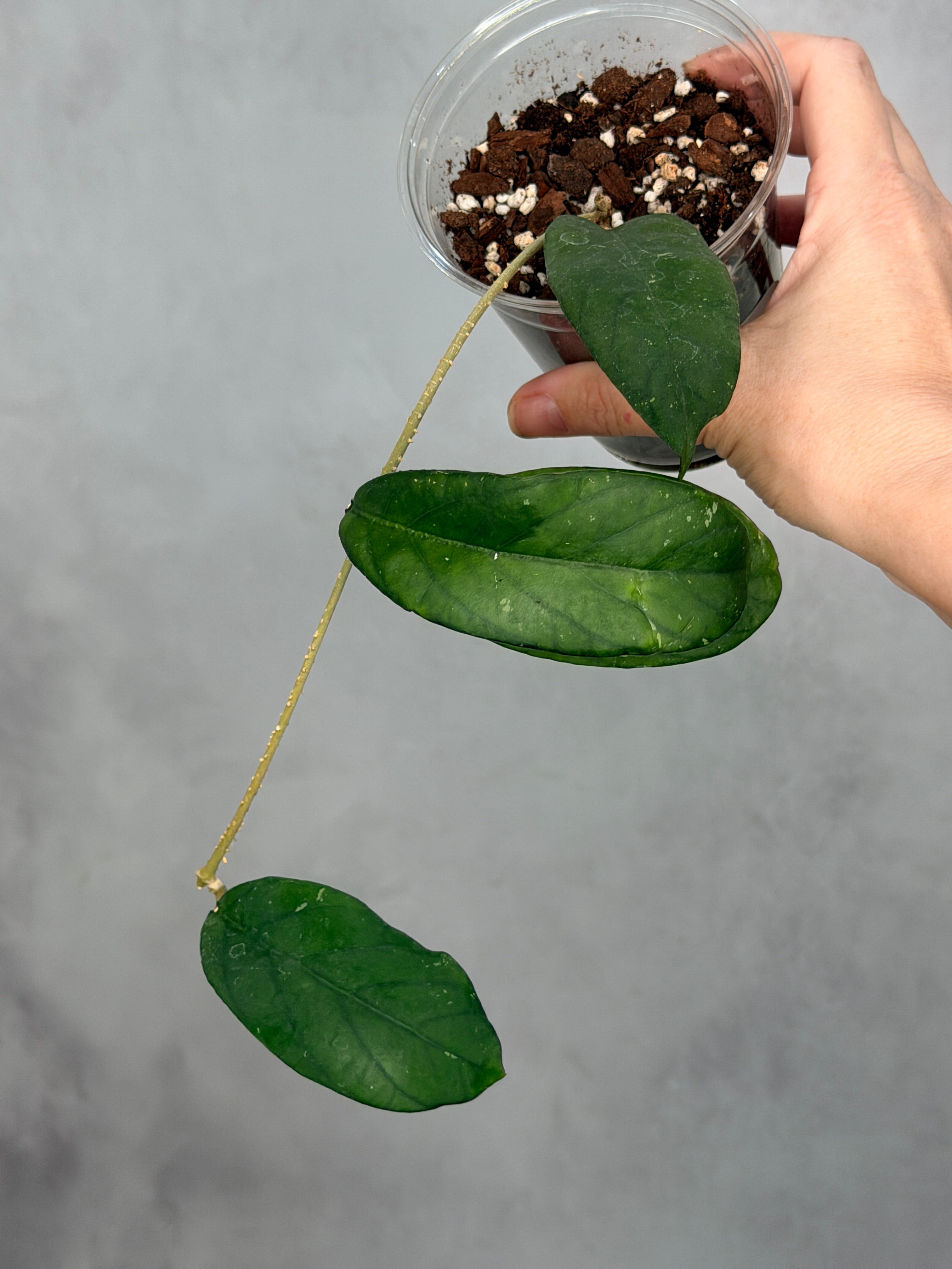 Hoya sp. Bengkulu
