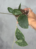 Hoya erythrostemma