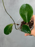Hoya marginata IML 1727