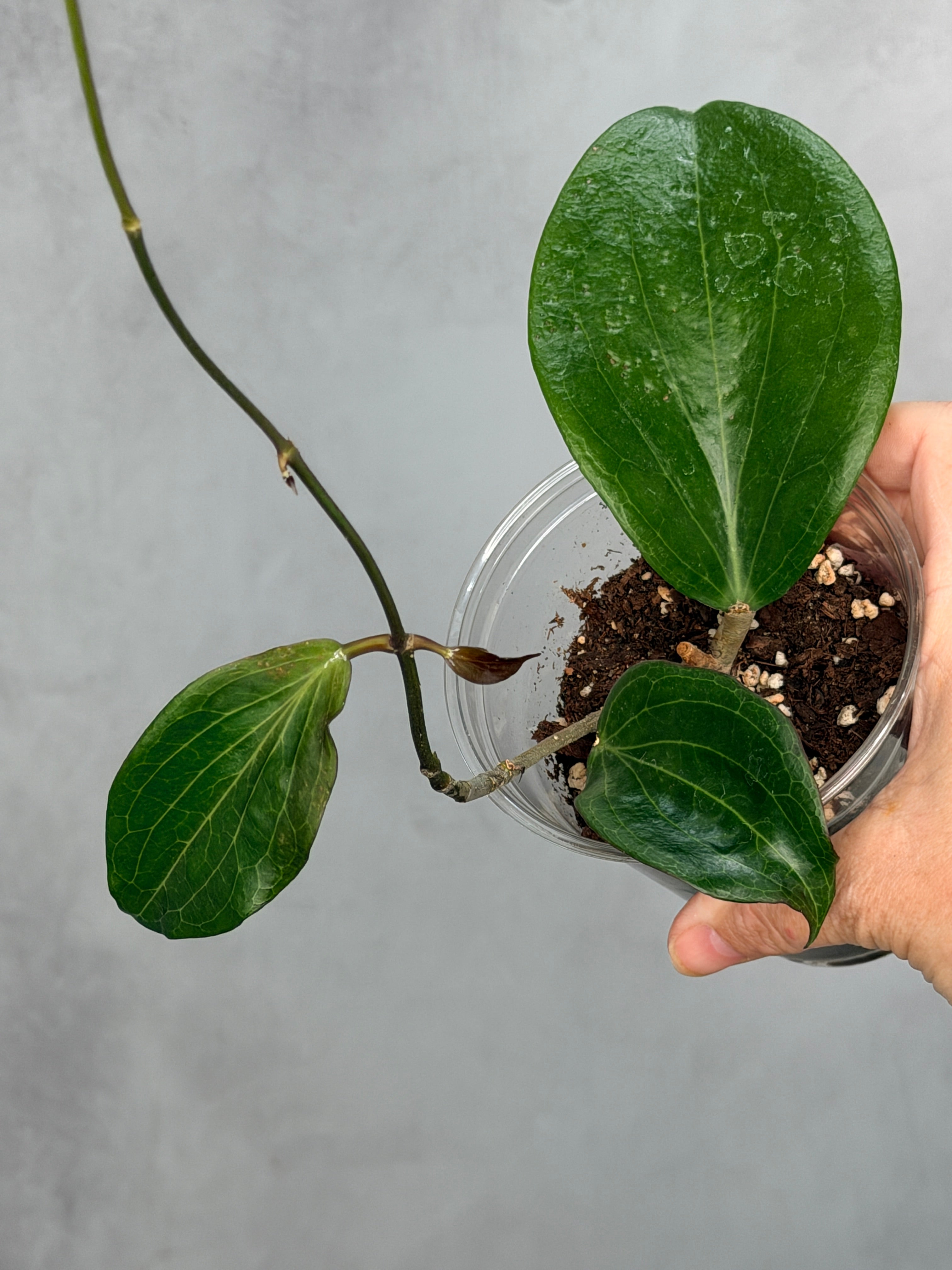 Hoya marginata IML 1727