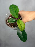 Hoya naumannii