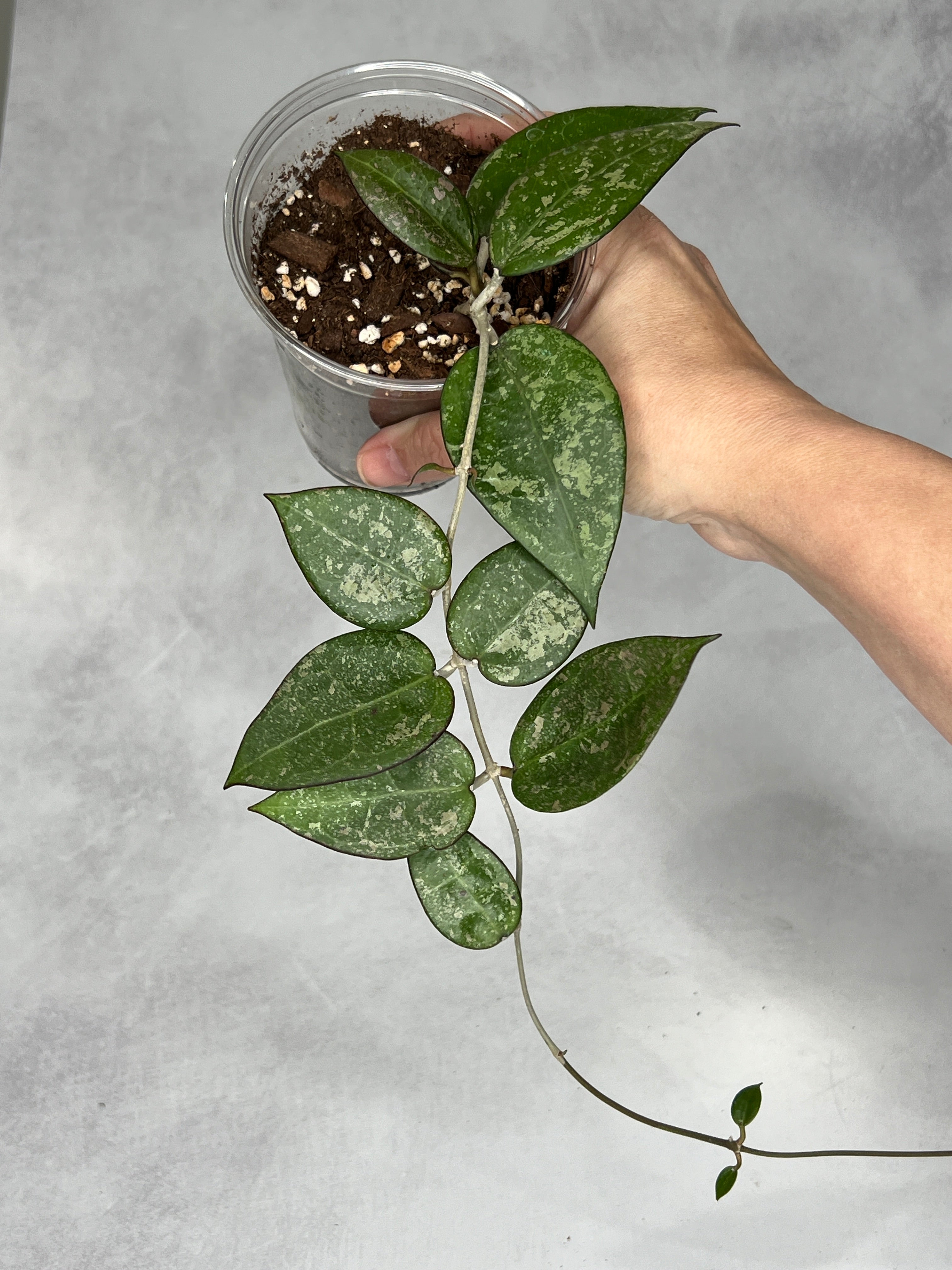 Hoya verticillata (splash)
