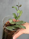Hoya lacuonsa 'Mint Coin'