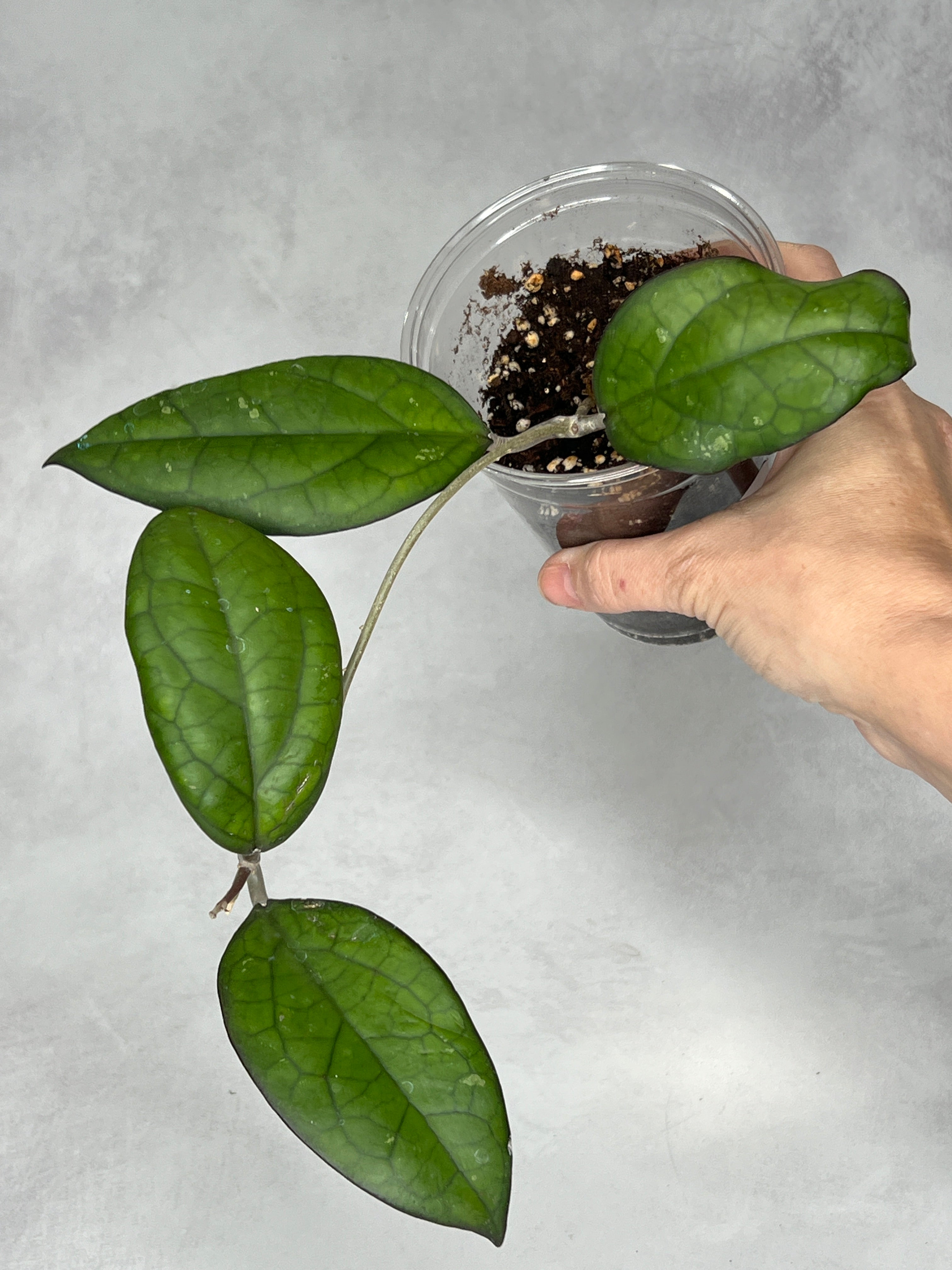 Hoya ‘Mayumi’ UPT002