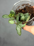 Hoya lacunosa 'Mint Coin'