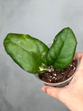 Hoya sp. EPC 1018 (red corrolla)
