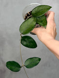 Hoya dasyantha