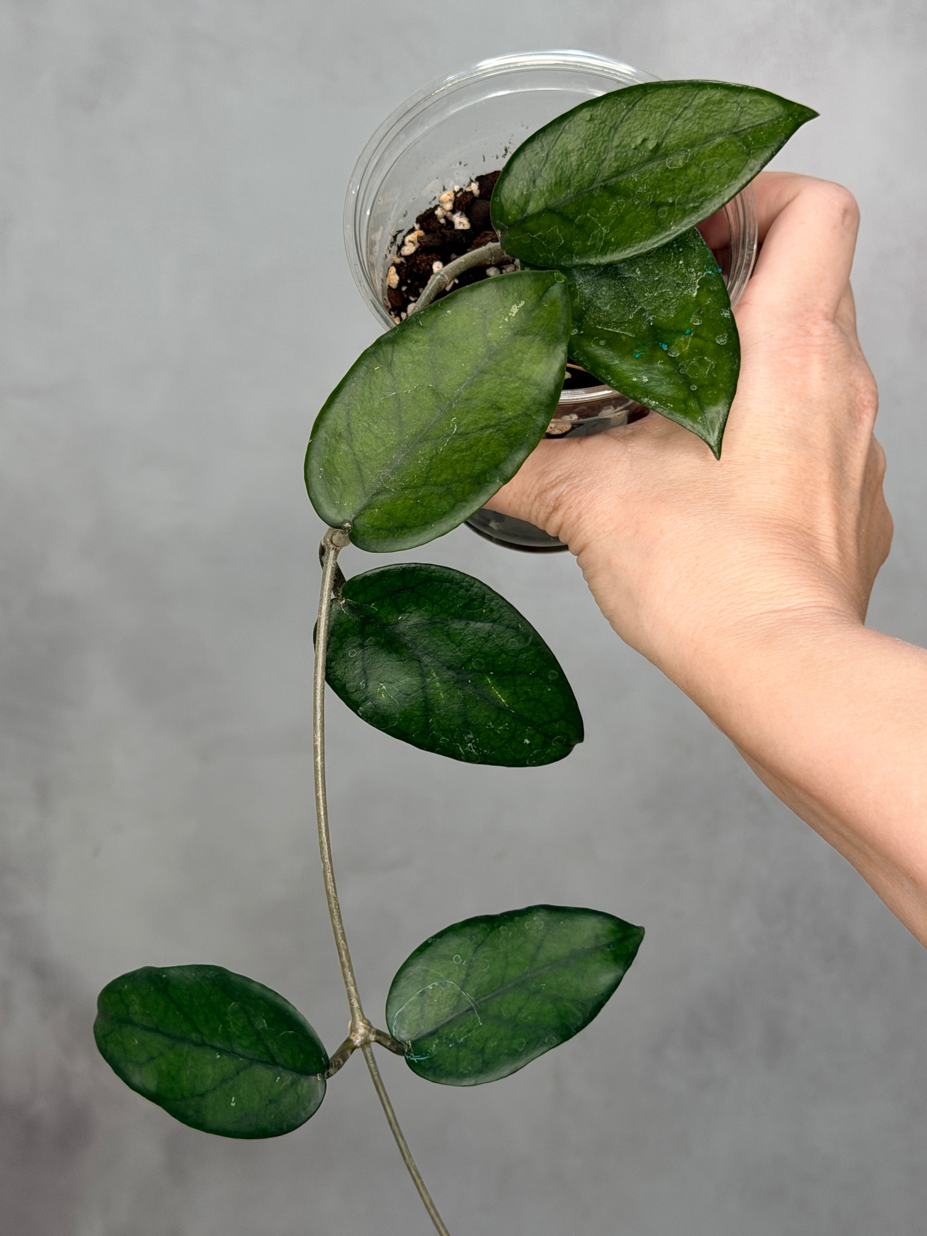 Hoya dasyantha