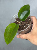 Hoya ‘Penny’s Treat'
