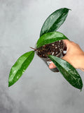 Hoya pubicalyx (splash)