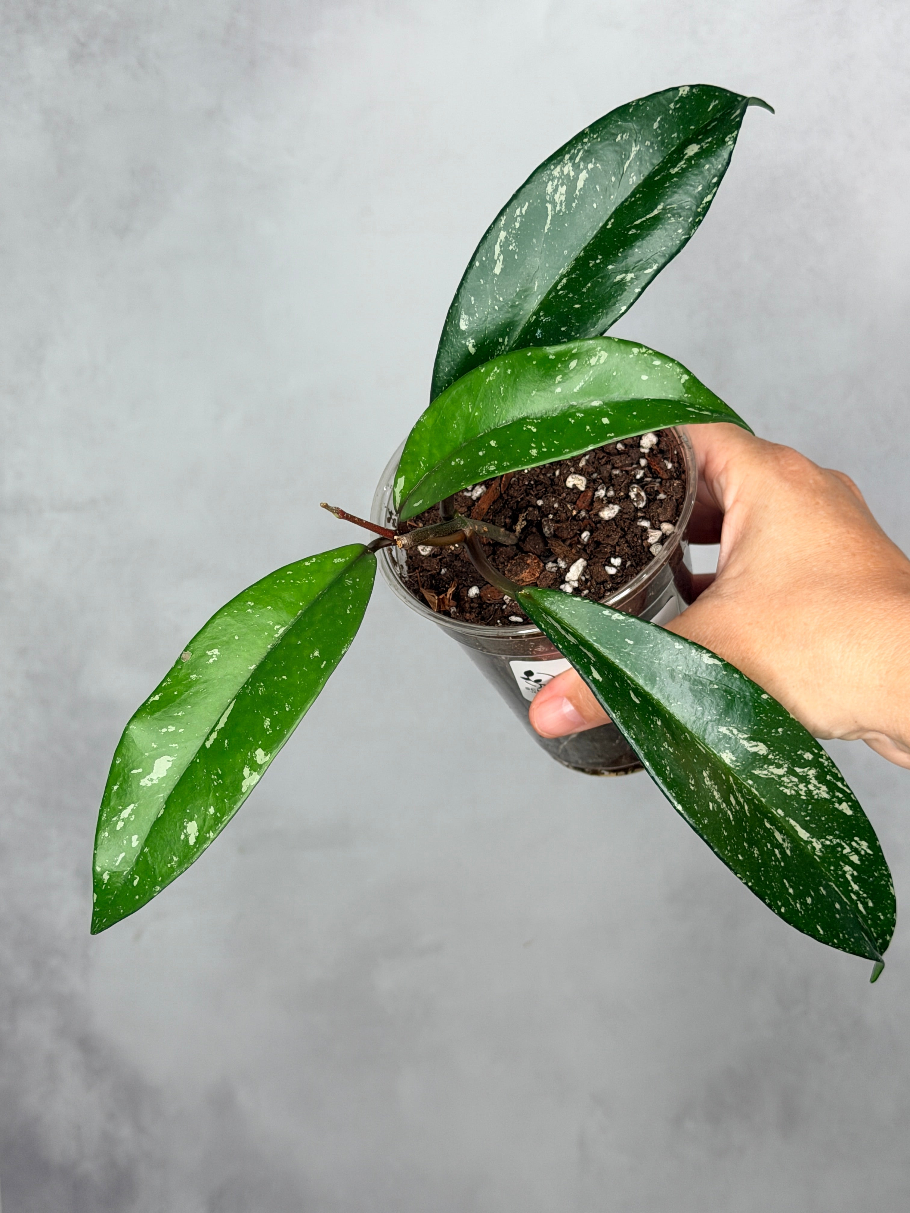Hoya pubicalyx (splash)