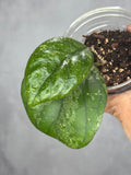 Hoya sp. (seed selection by Patcharawalai) 2