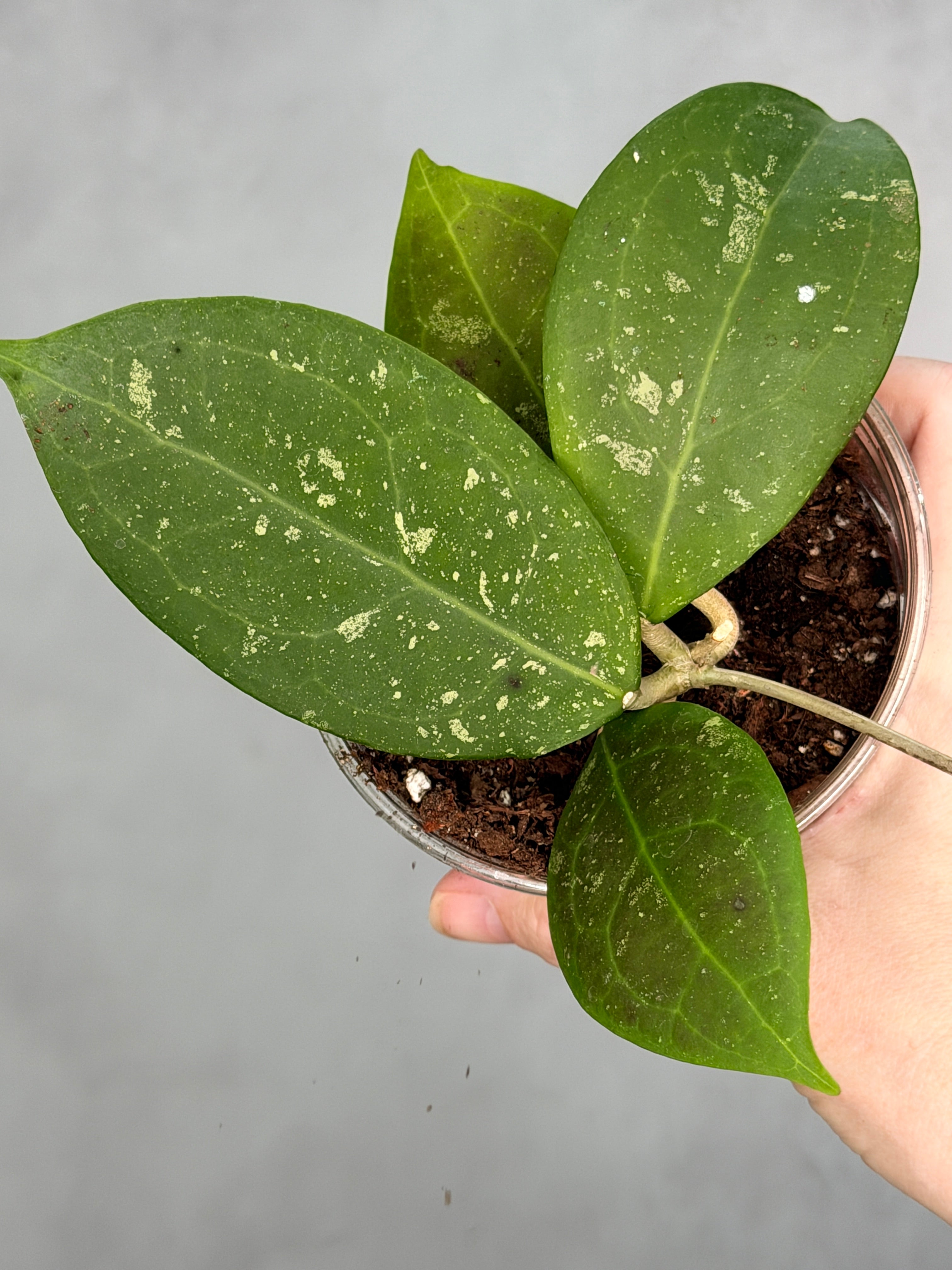 Hoya erythrostemma