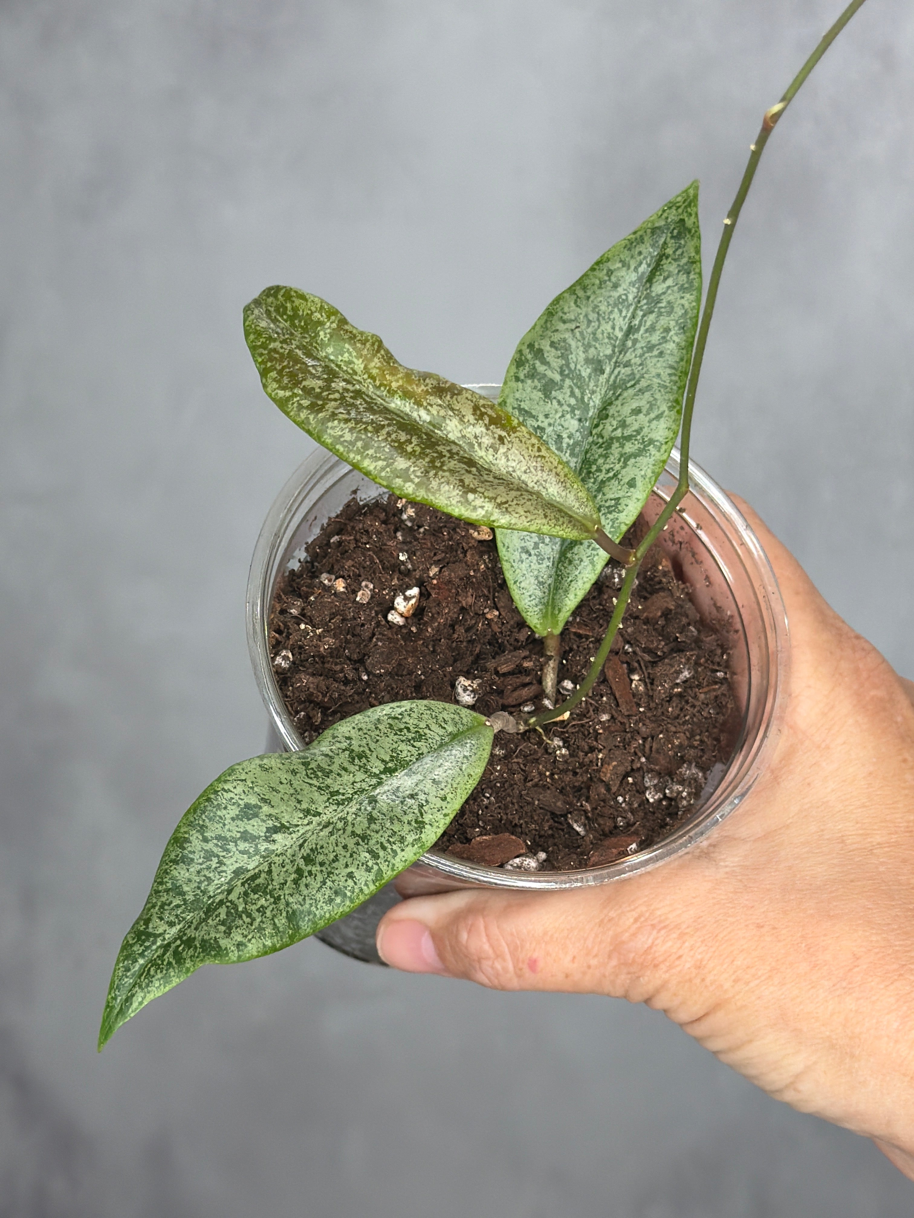 Hoya 'Jita' (silver) 1