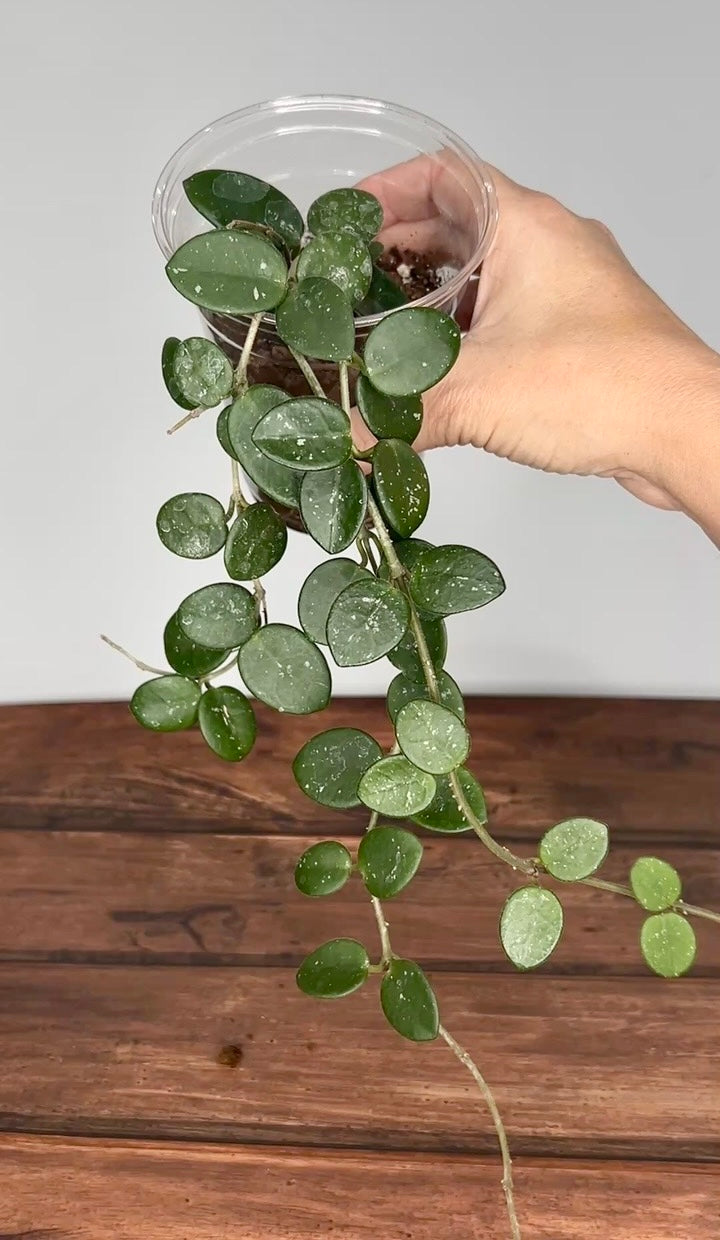 Hoya ‘Mathilde’