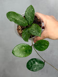 Hoya 'Heidi'