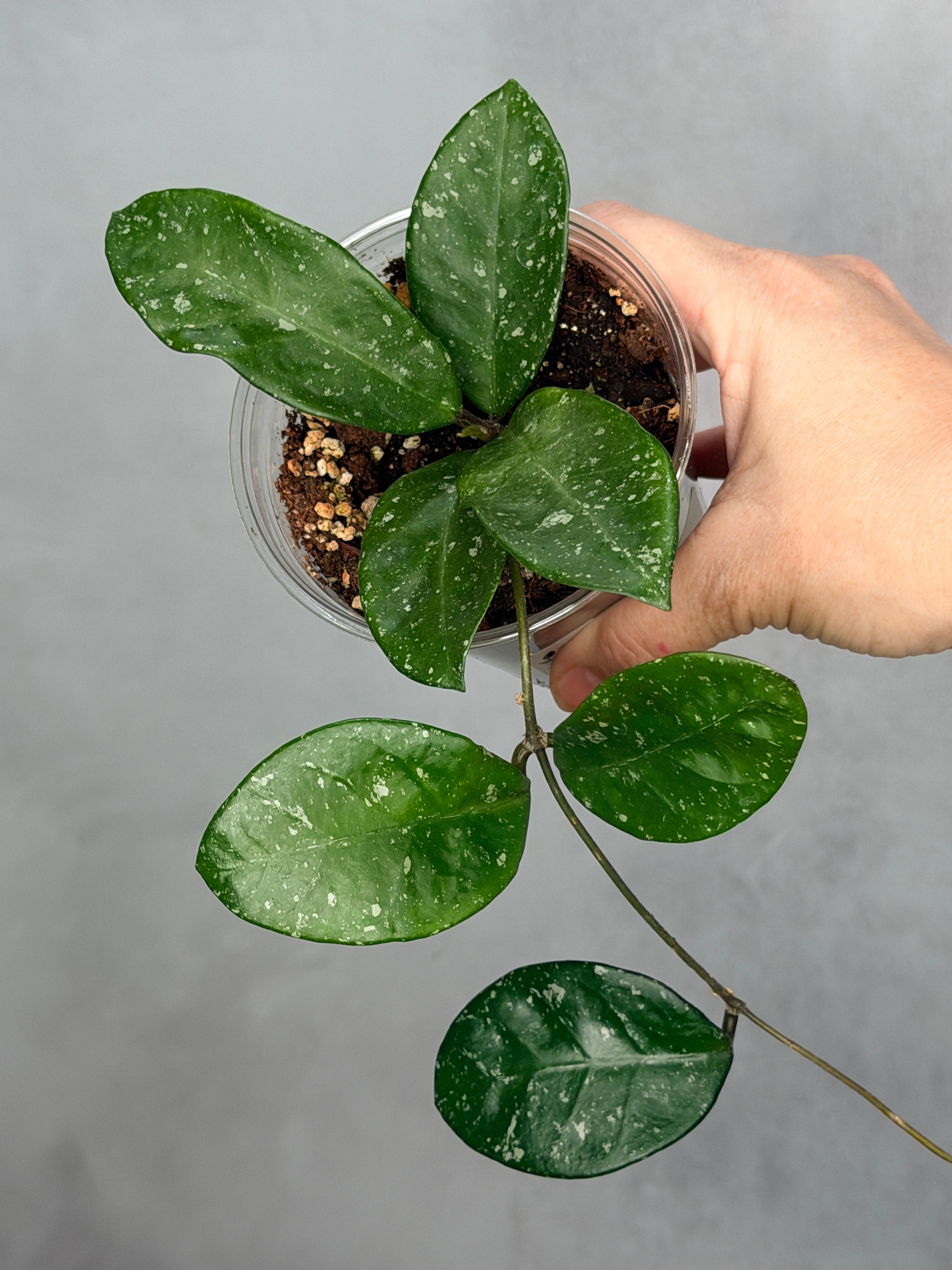 Hoya 'Heidi'