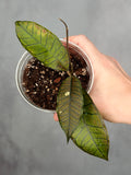 Hoya sp. Gunung Gading