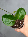 Hoya 'Genieve' MB1141